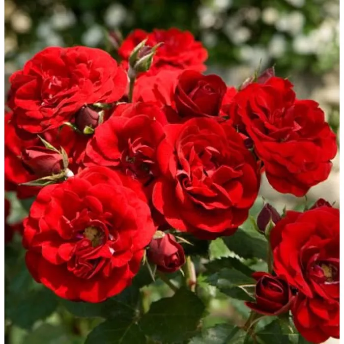Eutopian Roses EUROPEANA