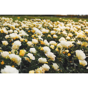 Popcorn DRIFT® Novarospop