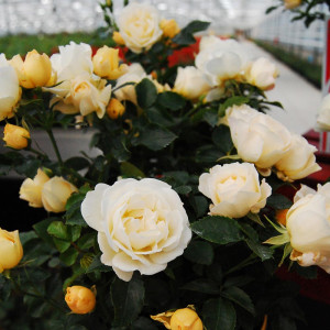 Popcorn DRIFT® Novarospop