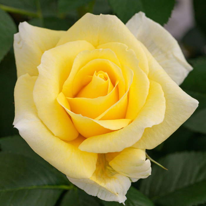 RUSTICA® III var. Meilaocil