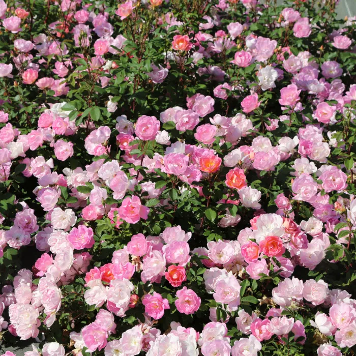 Pink CHANTILLY® var. Meilevire