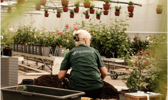 Rožu podotājs/-a Rožu podotājs/-a