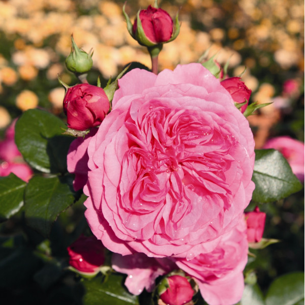 BARONESSE® BARONESSE®