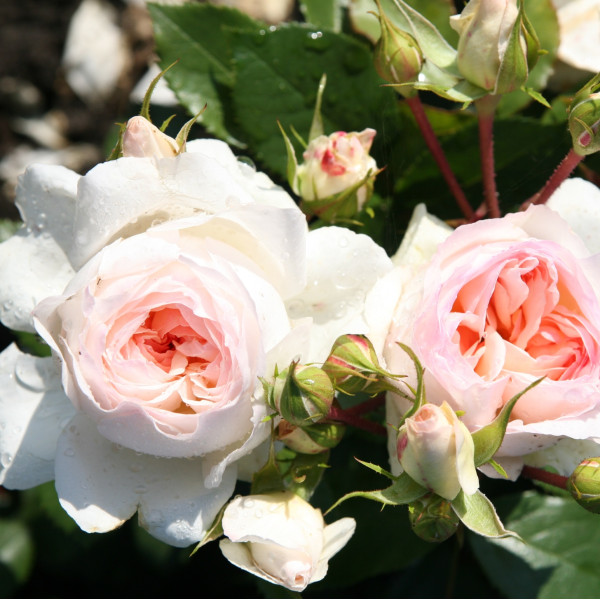 STEPHANIE BARONIN ZU GUTTENBERG ROSE STEPHANIE BARONIN ZU GUTTENBERG ROSE