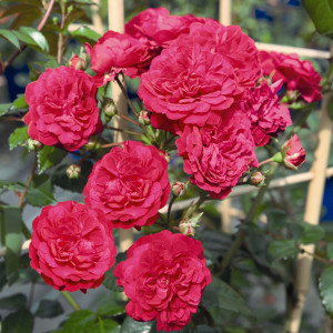 STARLET® Rose Lola