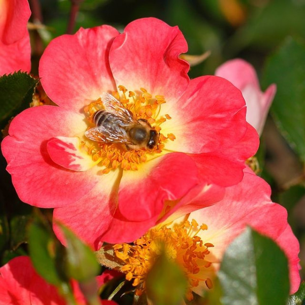 BEES PARADISE ROSE® Bicolor BEES PARADISE ROSE® Bicolor