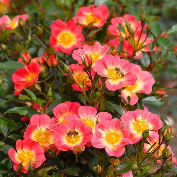 BEES PARADISE ROSE® Bicolor BEES PARADISE ROSE® Bicolor