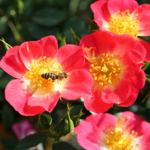 BEES PARADISE ROSE® Bicolor