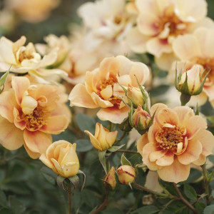 BEES PARADISE ROSE® Bernstein