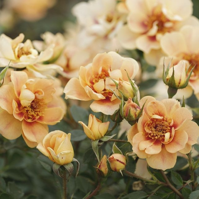 BEES PARADISE ROSE® Bernstein