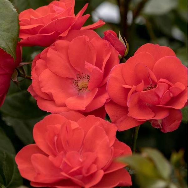 FEUERWERK® FEUERWERK®