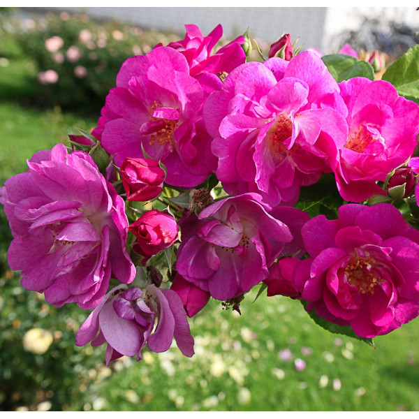 GLOBAL WATER® GLOBAL WATER®