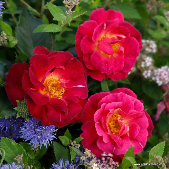 ILE DE FLEURS / MAX REINHARDT-ROSE