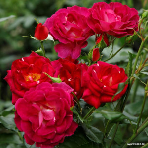 ILE DE FLEURS / MAX REINHARDT-ROSE