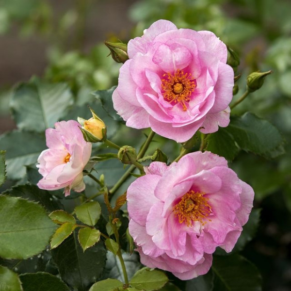 ORIENTA® Magnolia ORIENTA® Magnolia