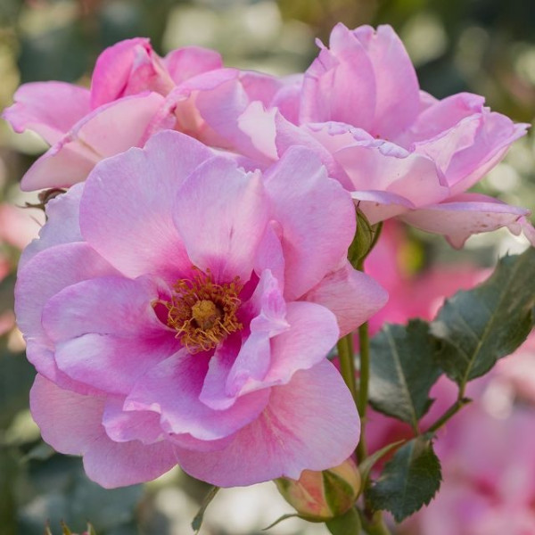 ORIENTA® Magnolia ORIENTA® Magnolia