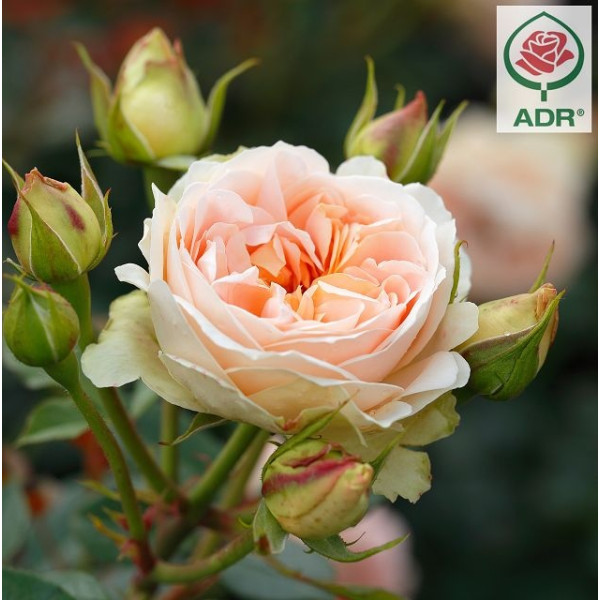 MATTHIAS CLAUDIUS ROSE MATTHIAS CLAUDIUS ROSE