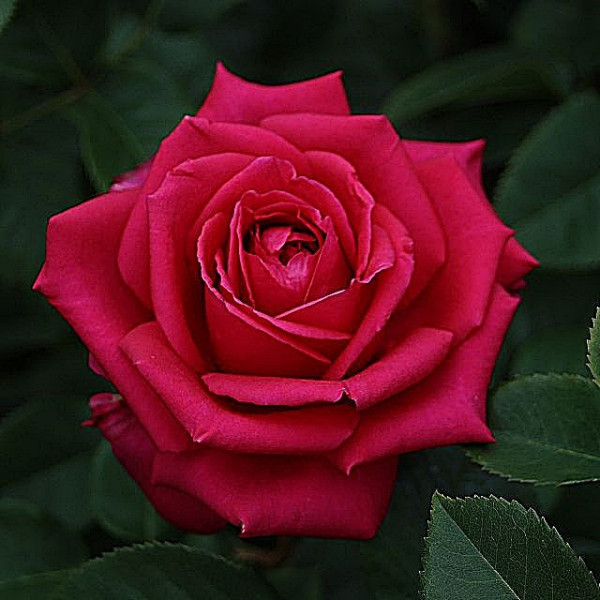 NOBLESSE® NOBLESSE®