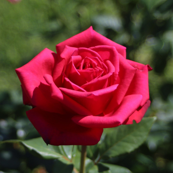 NOBLESSE® NOBLESSE®