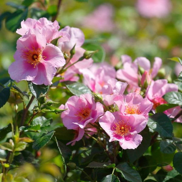 ORIENTA® Laila ORIENTA® Laila