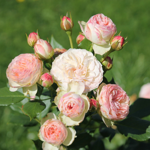 PASTELLA® PASTELLA®