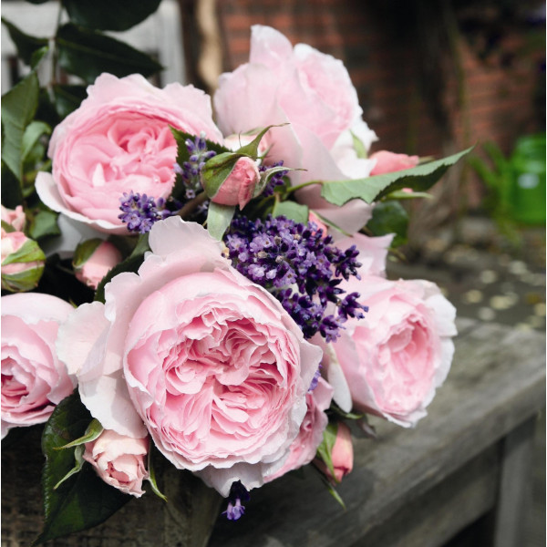 GARTENTRÄUME® GARTENTRÄUME®