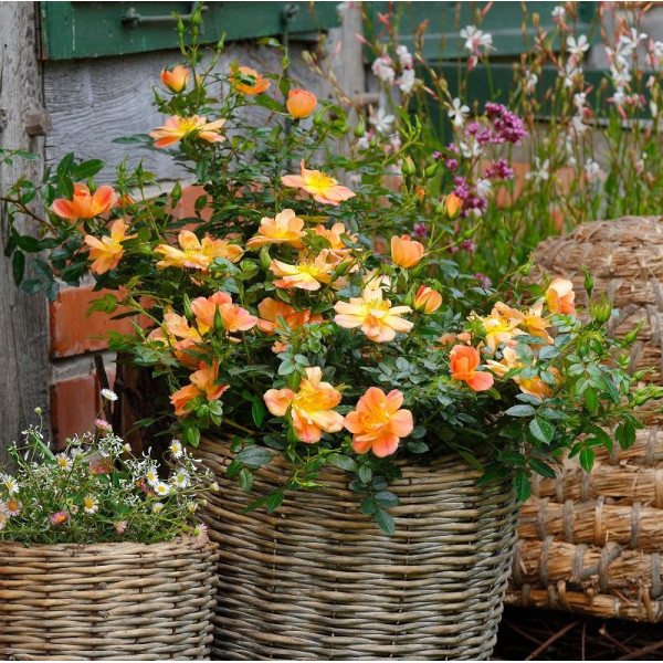 BEES PARADISE ROSE® Apricot BEES PARADISE ROSE® Apricot