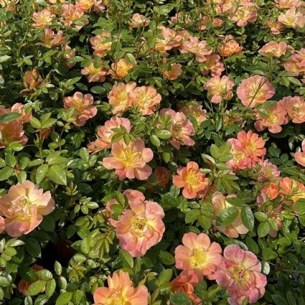 BEES PARADISE ROSE® Apricot BEES PARADISE ROSE® Apricot