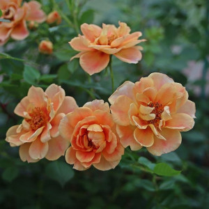 BEES PARADISE ROSE® Bernstein