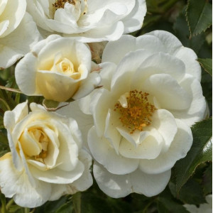 BEES PARADISE ROSE® Ivory