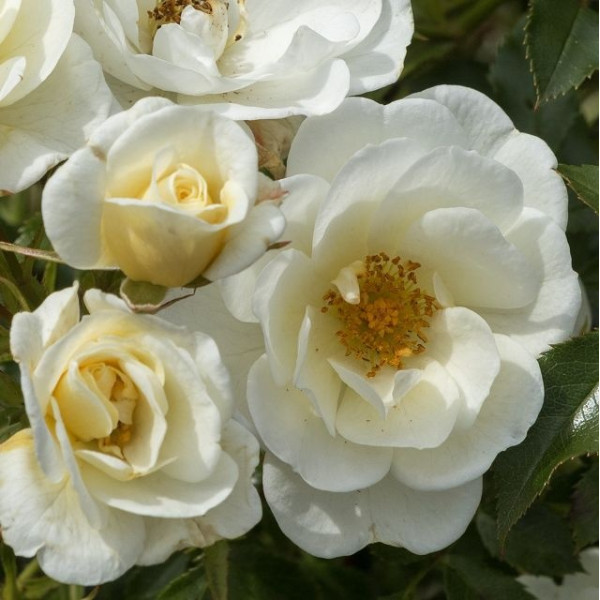 BEES PARADISE ROSE® Ivory BEES PARADISE ROSE® Ivory