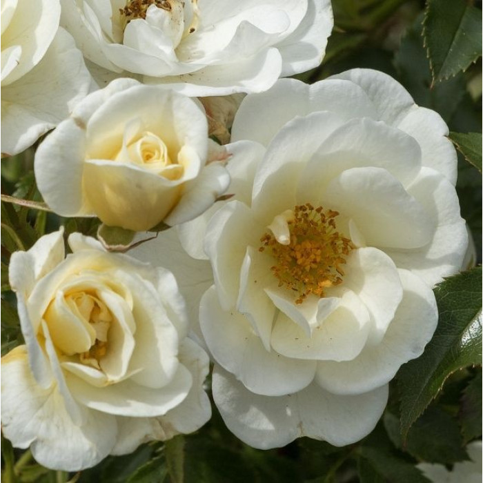 BEES PARADISE ROSE® Ivory