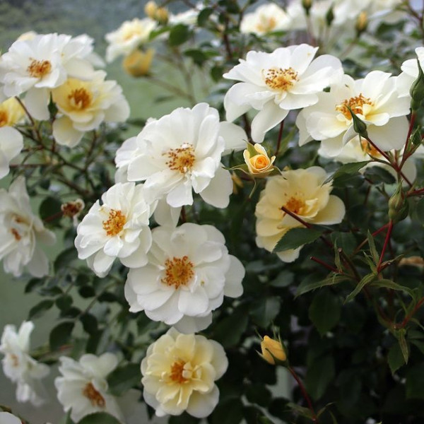 BEES PARADISE ROSE® Ivory BEES PARADISE ROSE® Ivory