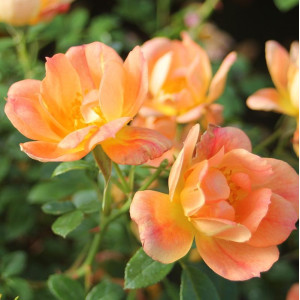 BEES PARADISE ROSE® Apricot