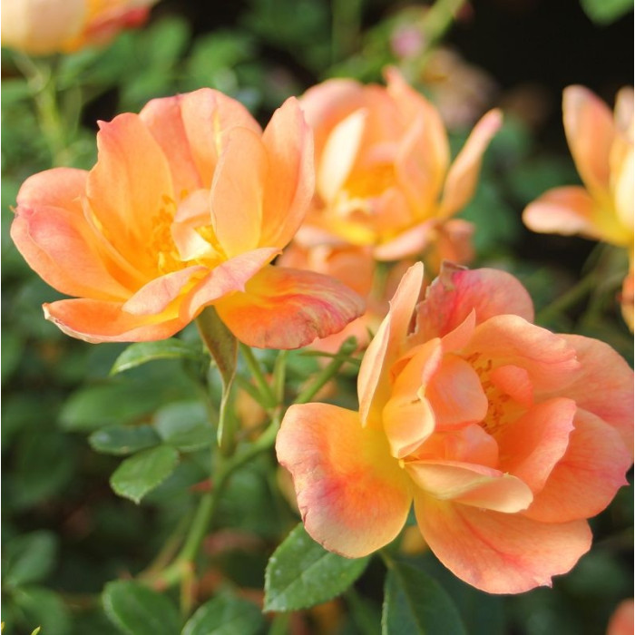 BEES PARADISE ROSE® Apricot