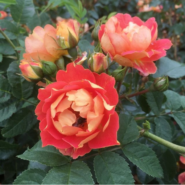 BEES PARADISE ROSE® Mango BEES PARADISE ROSE® Mango