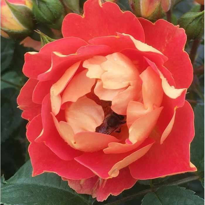 BEES PARADISE ROSE® Mango