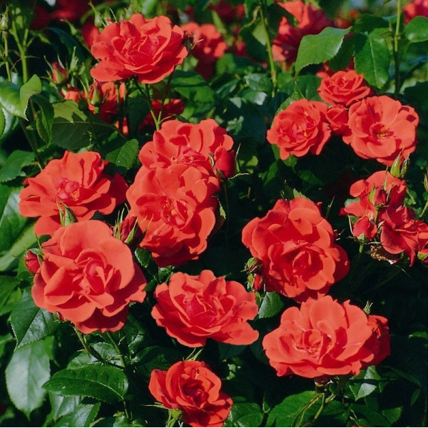 FEUERWERK® FEUERWERK®