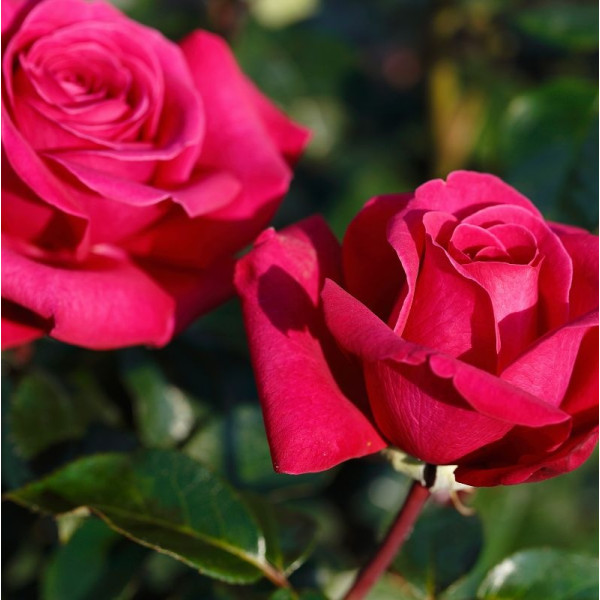 HOT LADY® HOT LADY®