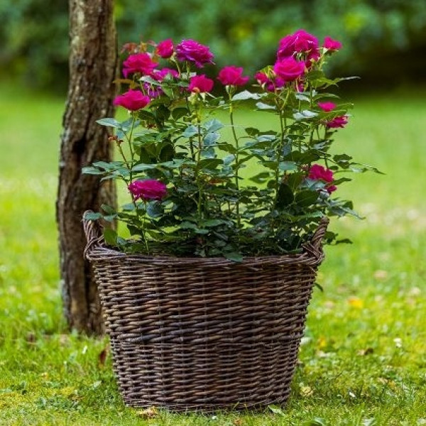 HOT LADY® HOT LADY®