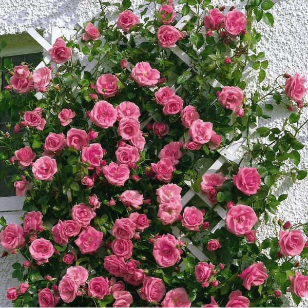 LAWINIA® LAWINIA®