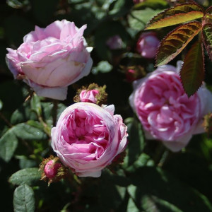 ROSA CENTIFOLIA MUSCOSA