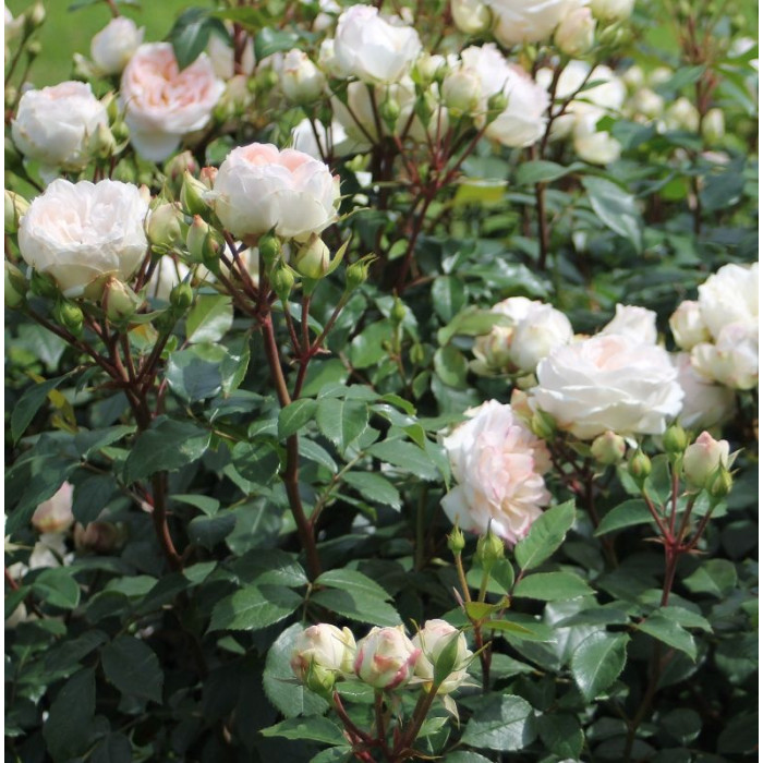 STEPHANIE BARONIN ZU GUTTENBERG ROSE