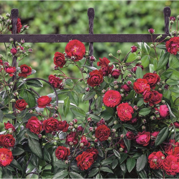 STARLET® Rose Lola STARLET® Rose Lola