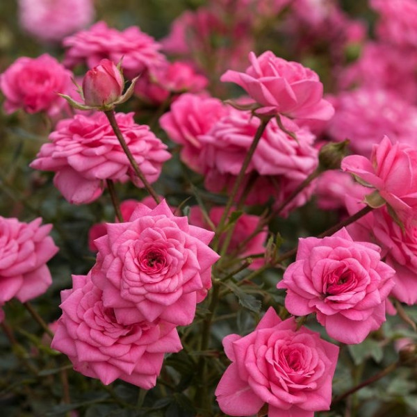 SUGAR BABY® SUGAR BABY®