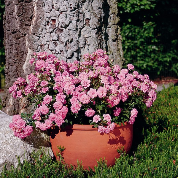 SUGAR BABY® SUGAR BABY®