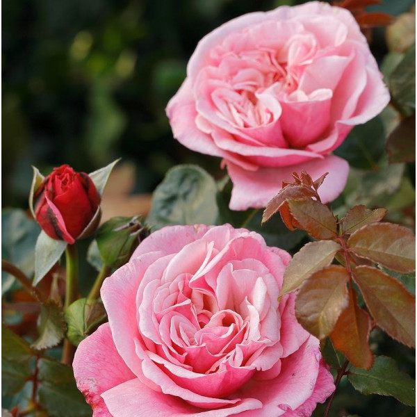 WILDBERRY® WILDBERRY®