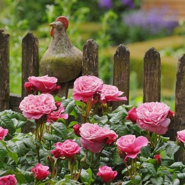 WILDBERRY® WILDBERRY®