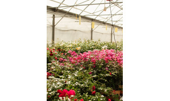 Rožu dziedēšanas spēks! Rožu dziedēšanas spēks!