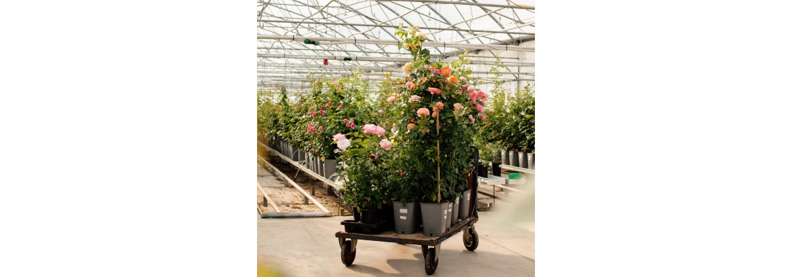 Ar B Agro - Vadošais rožu audzētājs Latvijā un Baltijā!